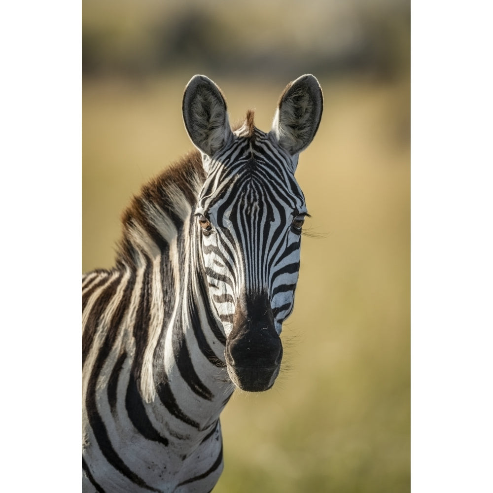 Close-up of plains zebra looking at camera Serengeti; Tanzania by Nick Dale / Design Pics Image 1