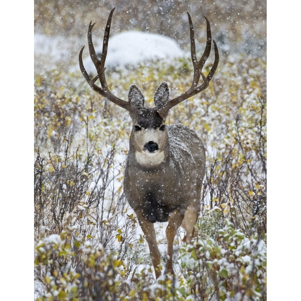 Mule deer buck standing and looking at the camera during a snowfall; Denver Colorado United States of America by Vic Image 1