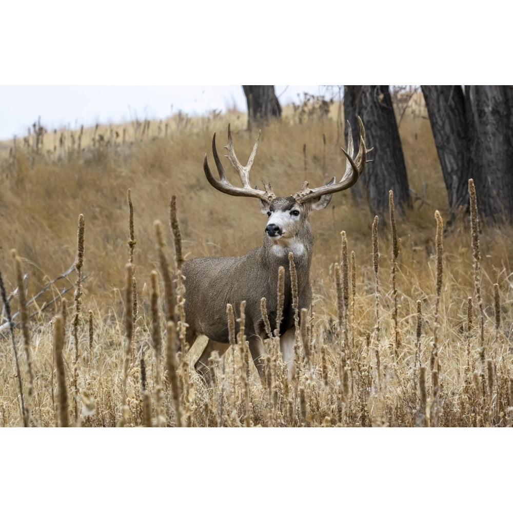 Mule deer buck standing in a grass field; Denver Colorado United States of America by Vic Schendel / Design Pics Image 1