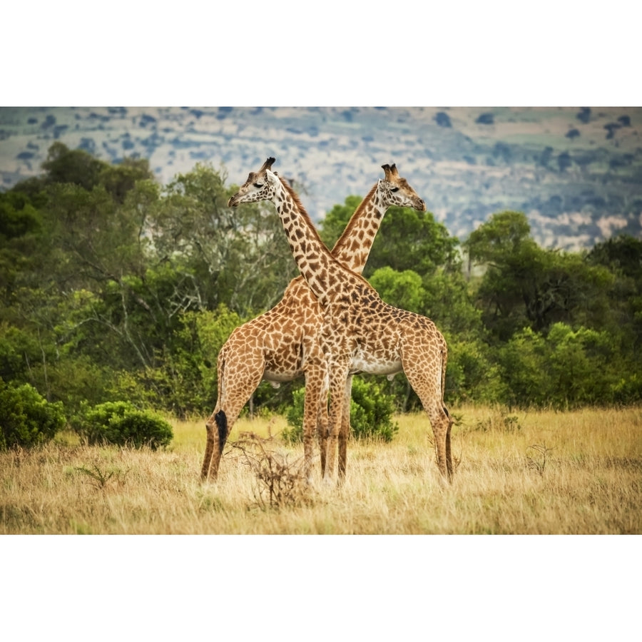 Two Masai giraffe crossing necks by trees Serengeti; Tanzania by Nick Dale / Design Pics Image 1