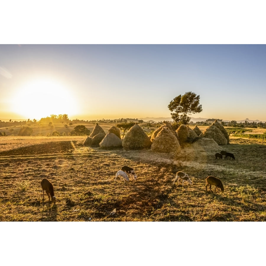 Goats and haystacks in the fields of teff Jib Gedel; Amhara Region Ethiopia by Peter Langer / Design Pics Image 1