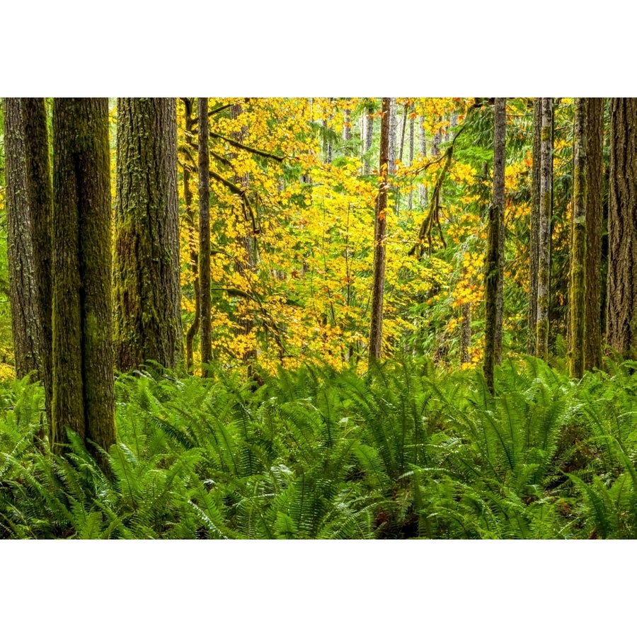 Autumn coloured foliage in a rainforest with ferns growing in the understory; Oregon United States of America Poster Image 1