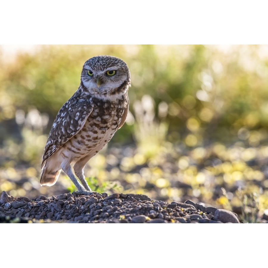 Burrowing Owl perched on the ground; Casa Grande Arizona United States of America by Kenneth Whitten / Design Pics Image 1