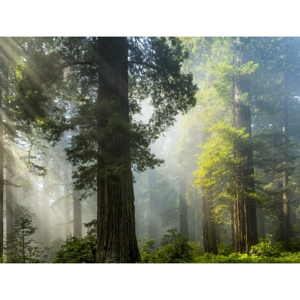 Sun rays on the forest in the California Redwoods; California United States of America Poster Print by The Nature Image 1