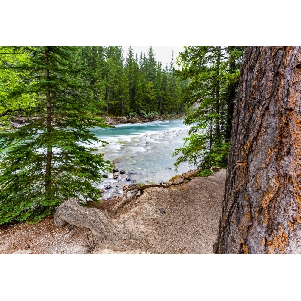 Athabasca River Jasper National Park; Alberta Canada Poster Print by The Nature Collection 12575498 Image 1