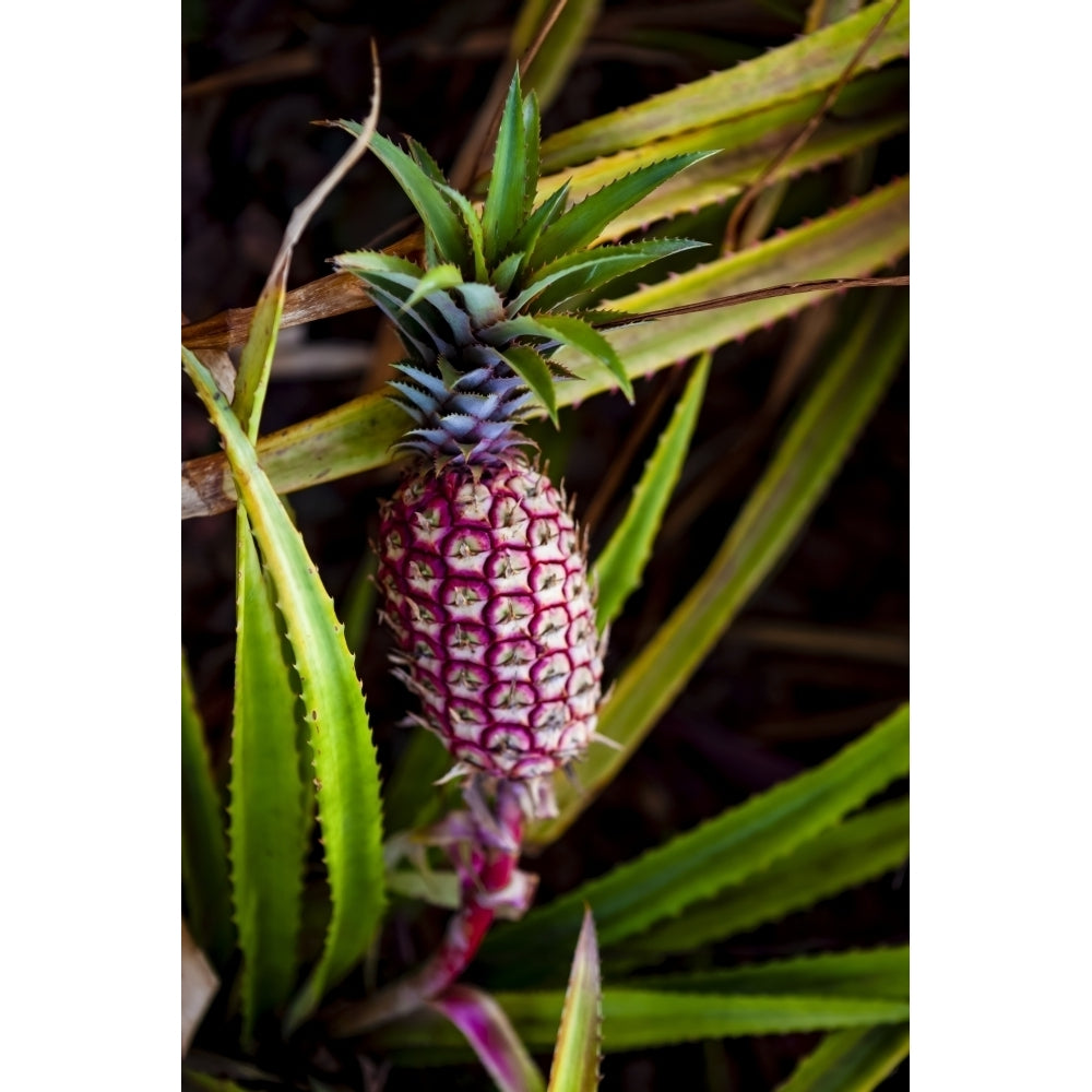 Pineapple growing on a plant; Hawaii United States of America Poster Print by The Nature Collection 12575747 Image 1