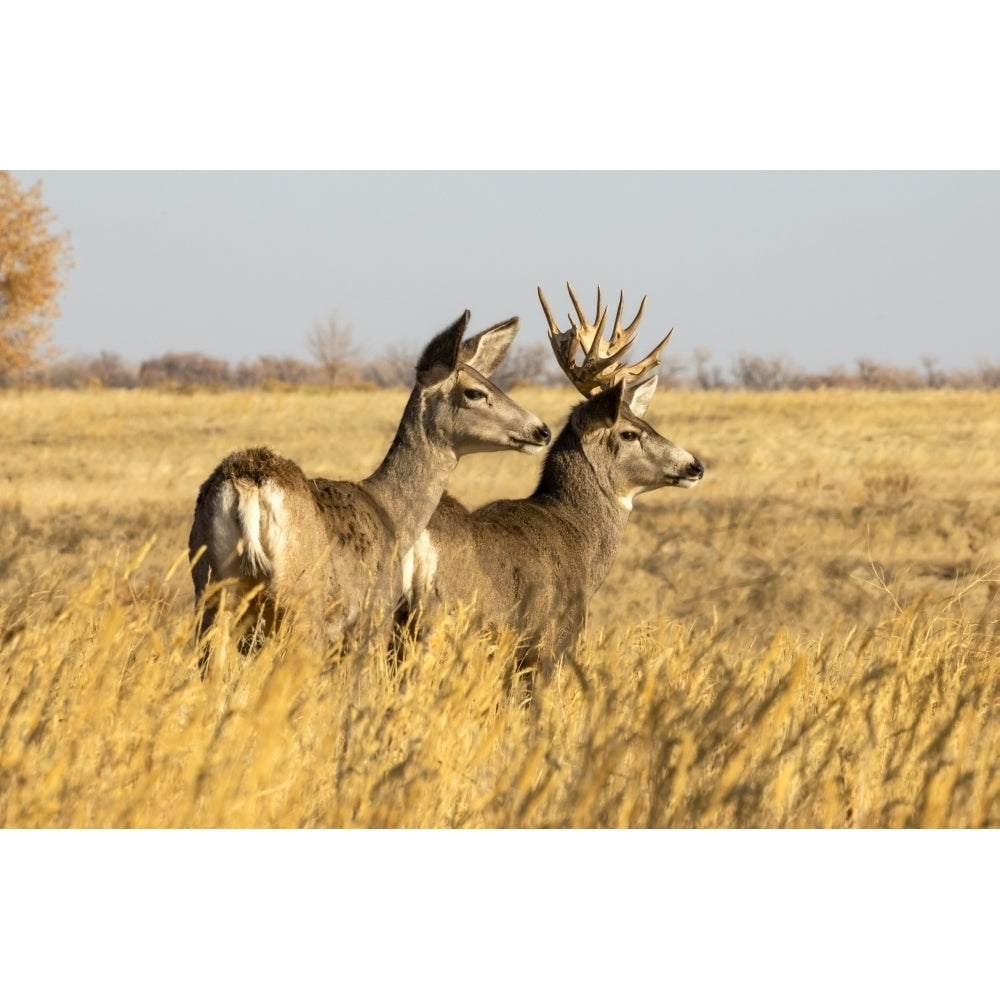 Mule deer buck and doe standing in grass; Steamboat Springs Colorado United States of America Poster Print by Vic Image 1