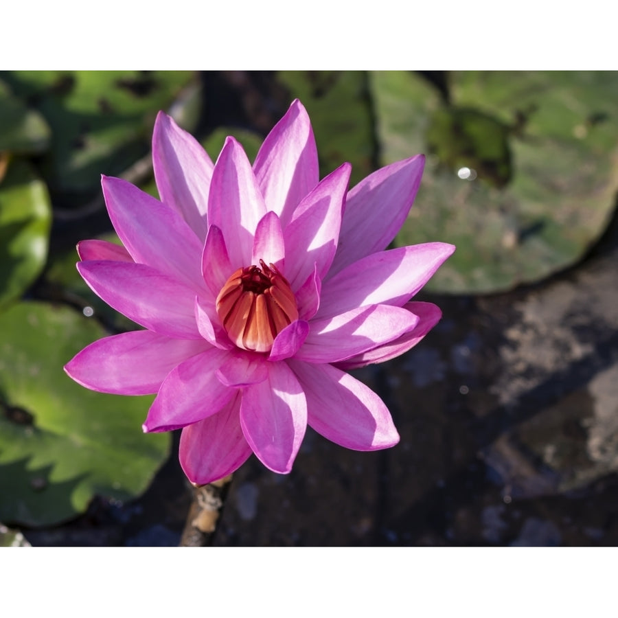 Pink water lily in bloom; Tomohon North Sulawesi Indonesia Poster Print by Peter Langer 12589589 Image 1