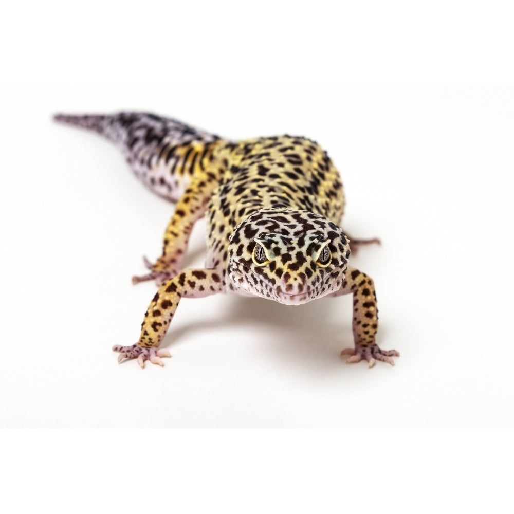 Common leopard gecko on a white background; Studio Poster Print by Leah Bignell 12590719 Image 1