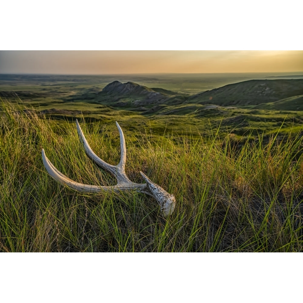 Old deer antler laying in the grass at dusk in Grasslnds National Park; Val Marie Saskatchewan Canada Poster Print by Image 1