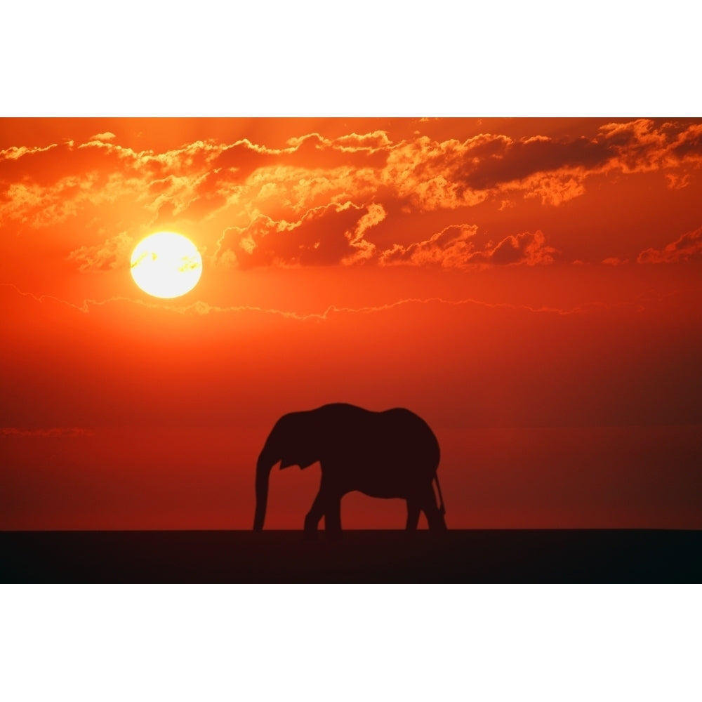 Elephant Silhouette Poster Print Image 1