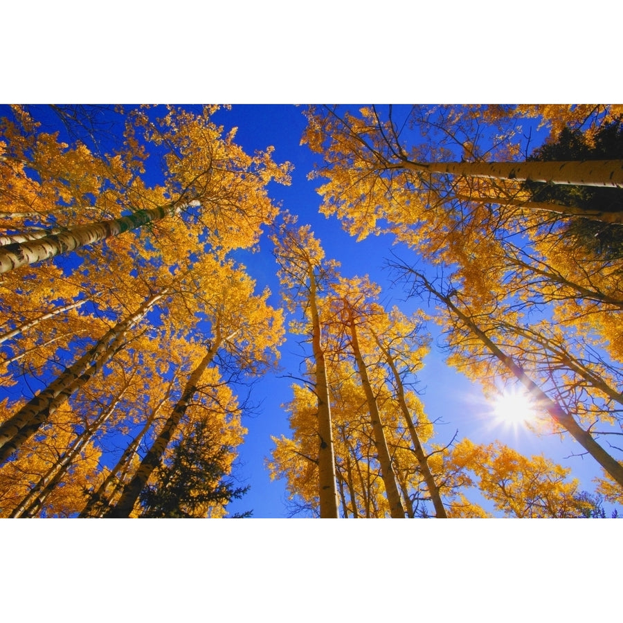 Upward View Of Trees In Autumn Poster Print Image 1