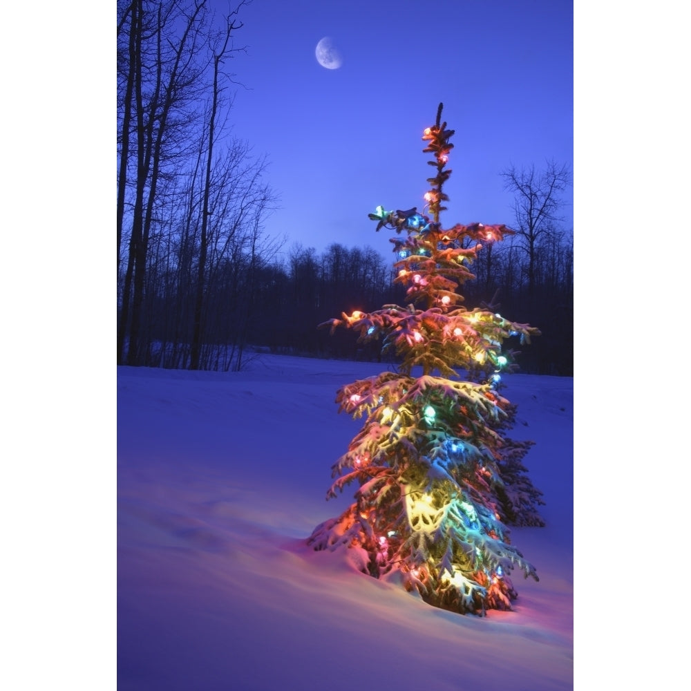 Christmas Tree Outdoors Under Moonlight Poster Print Image 2