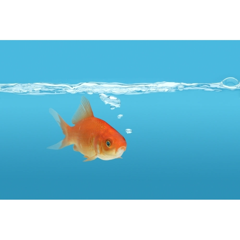 Goldfish Poster Print Image 1