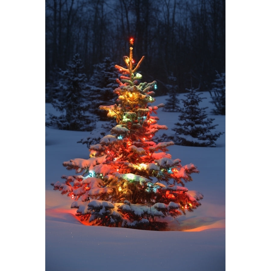 Christmas Tree With Lights Outdoors In The Forest by Carson Ganci / Design Pics Image 1