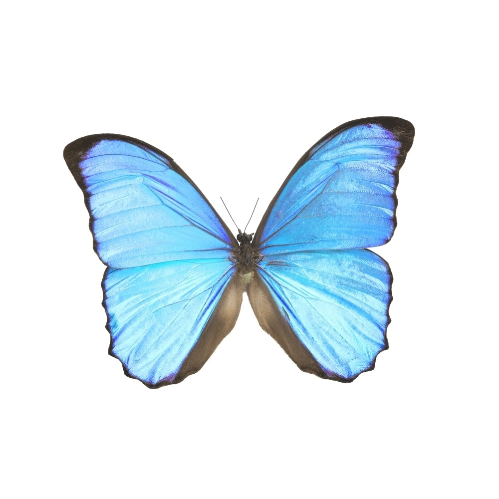 A Blue Butterfly Poster Print Image 2