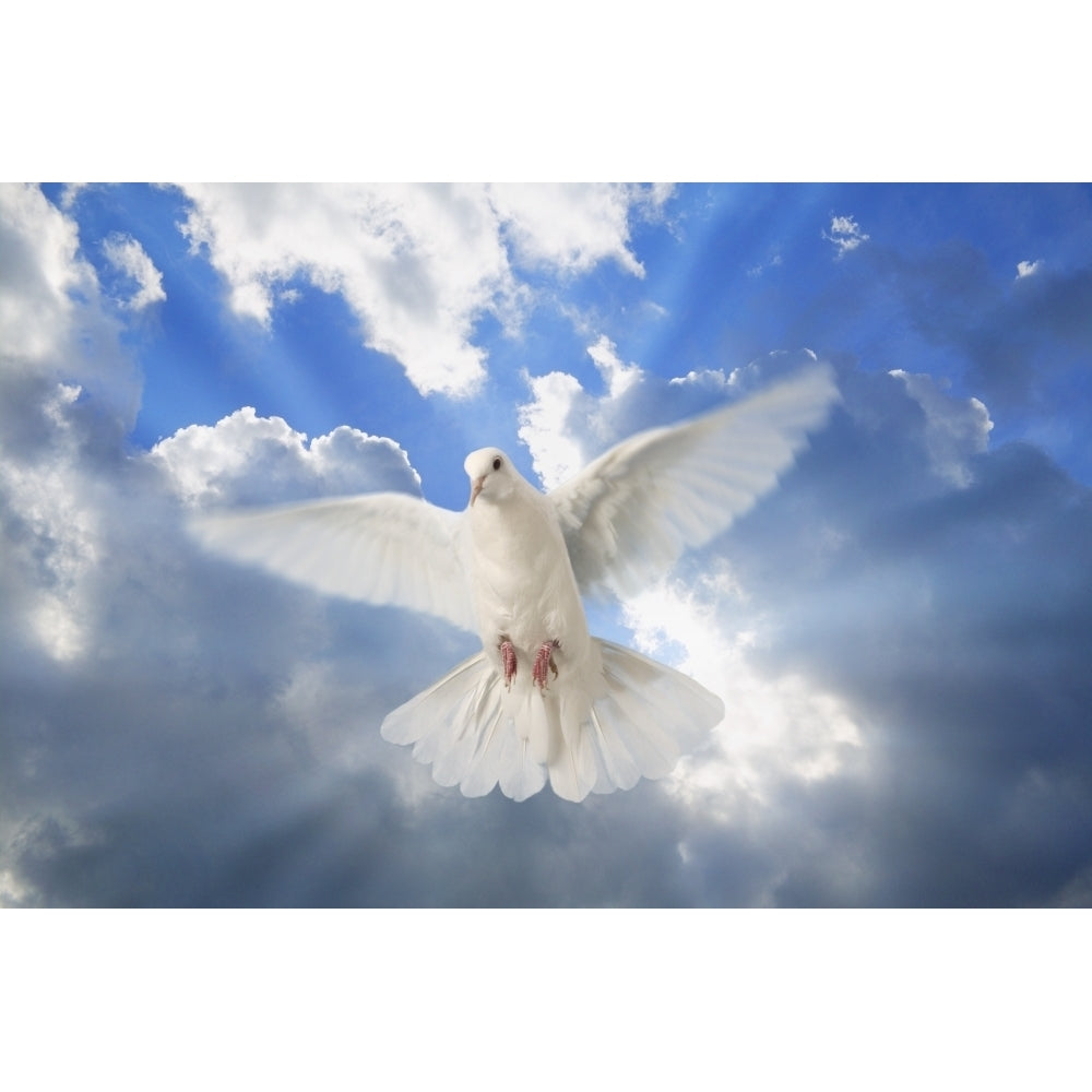 A Dove In The Sky Poster Print Image 1