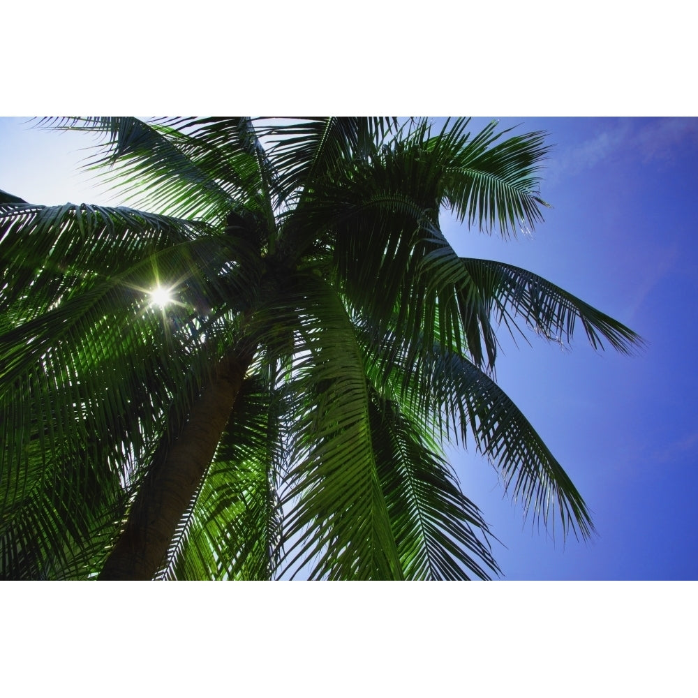 Palm Tree Poster Print Image 1