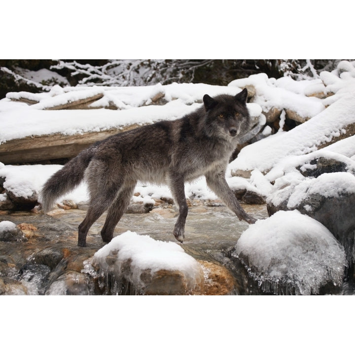 Wolf Poster Print Image 2