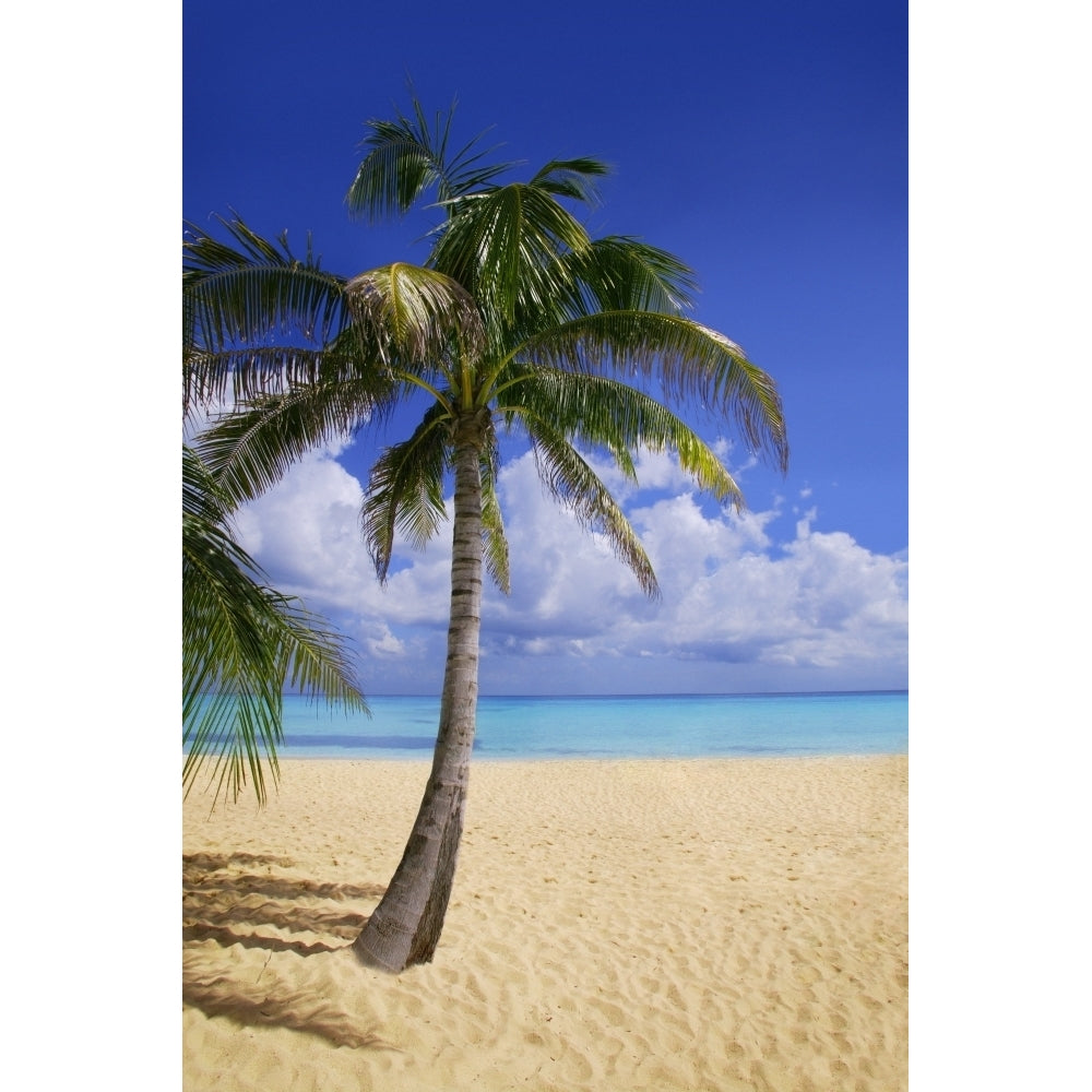 Palm Tree On Tropical Beach Poster Print Image 2