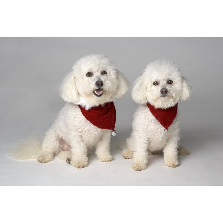 Pair Of Pedigree Dogs Poster Print Image 1