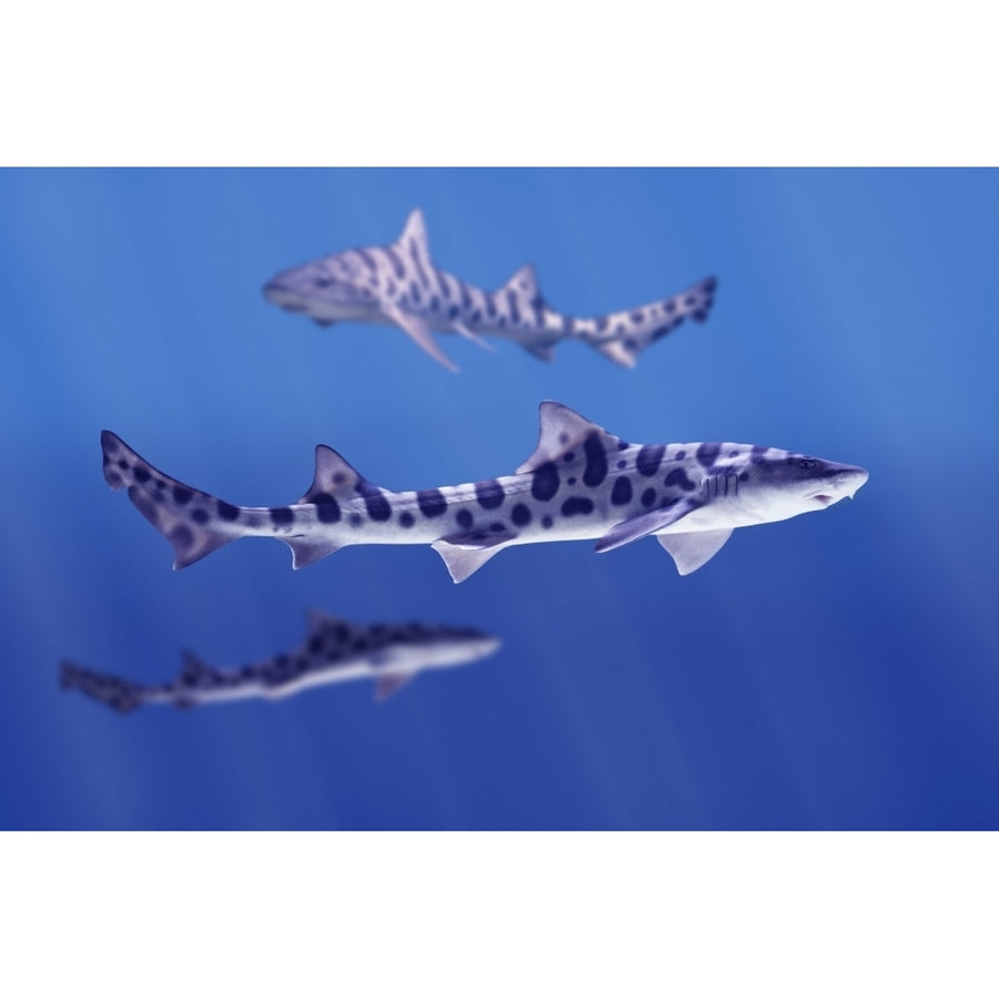 Leopard Sharks Poster Print Image 1