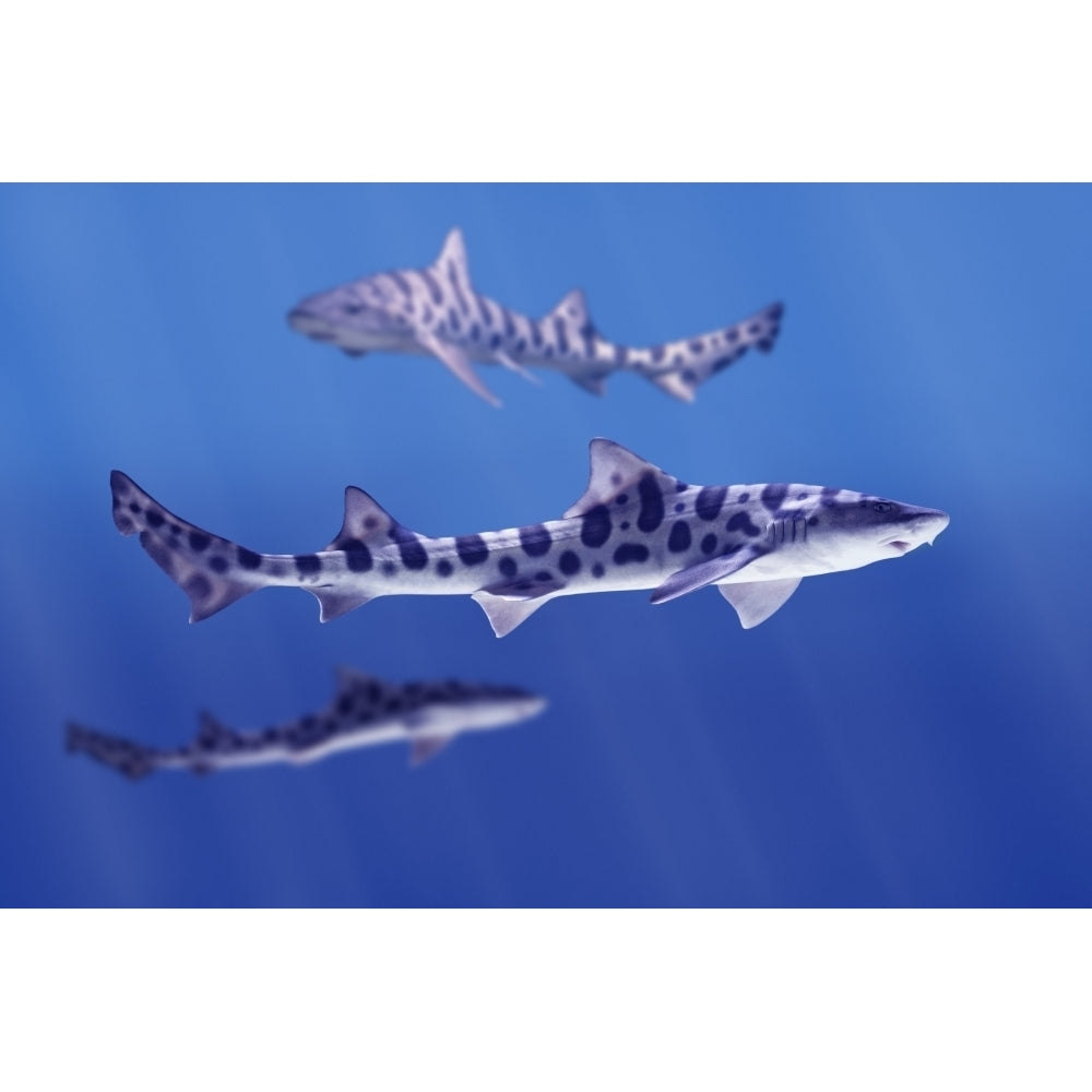 Leopard Sharks Poster Print Image 2