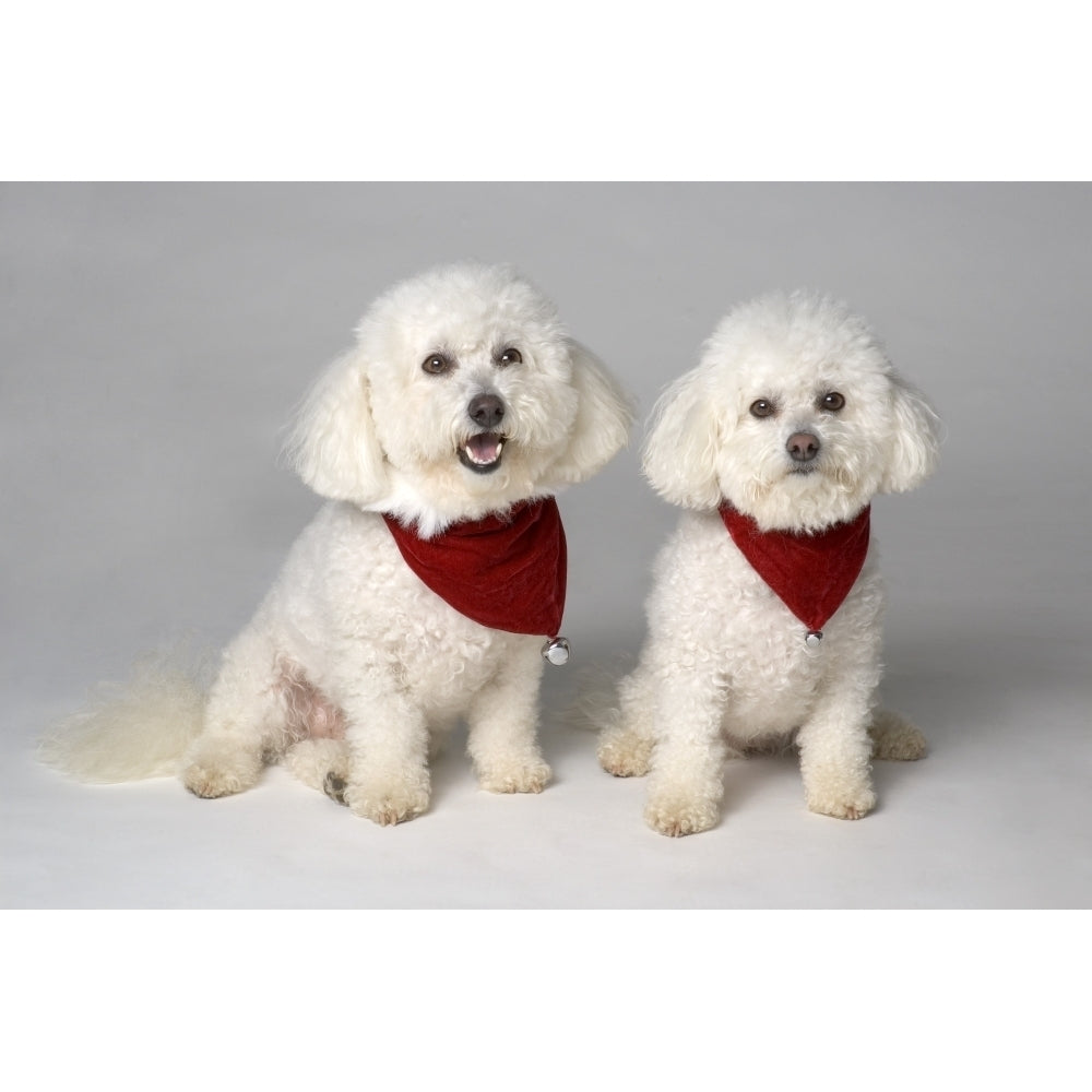 Pair Of Pedigree Dogs Poster Print Image 2