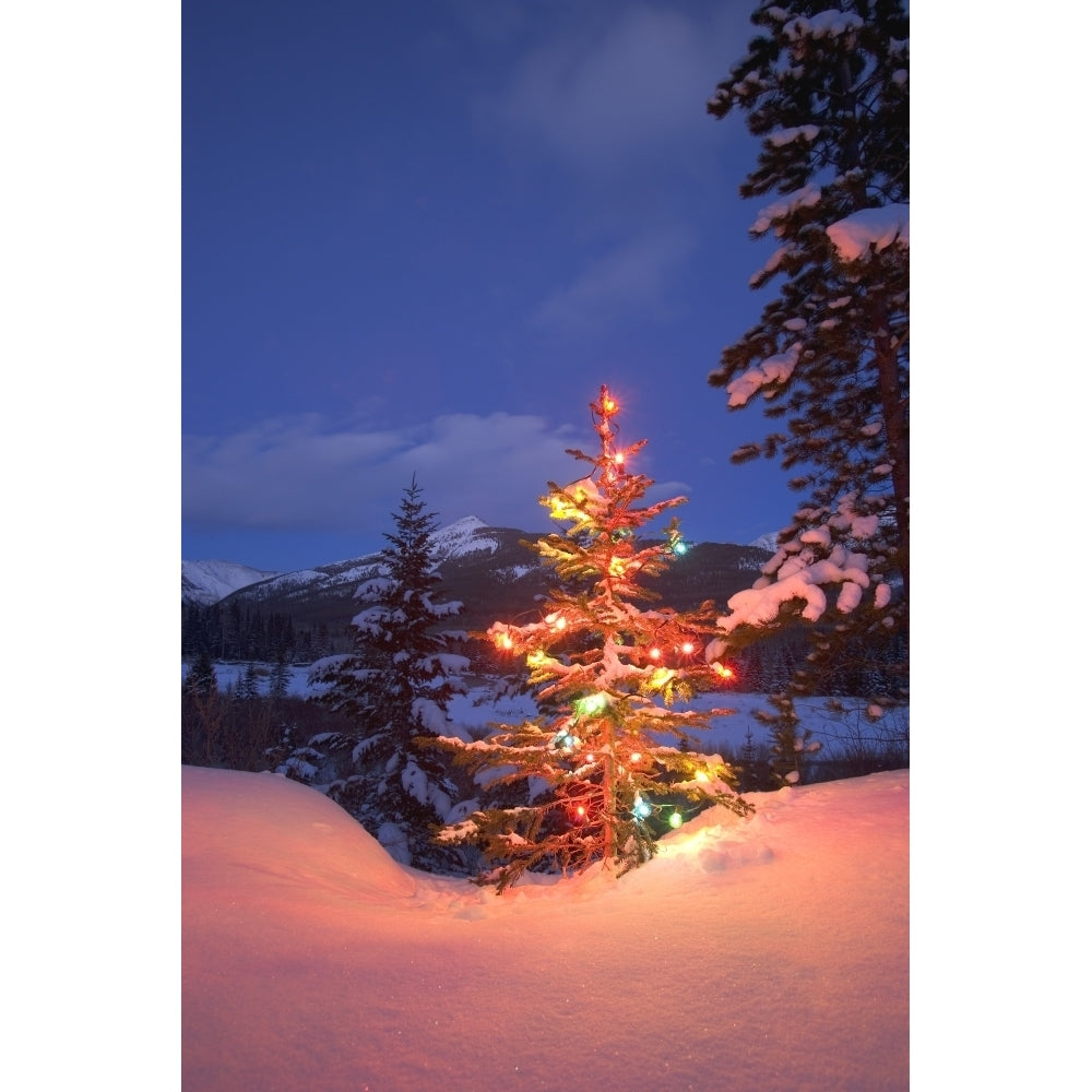 Christmas Tree Outdoors At Night Poster Print Image 2