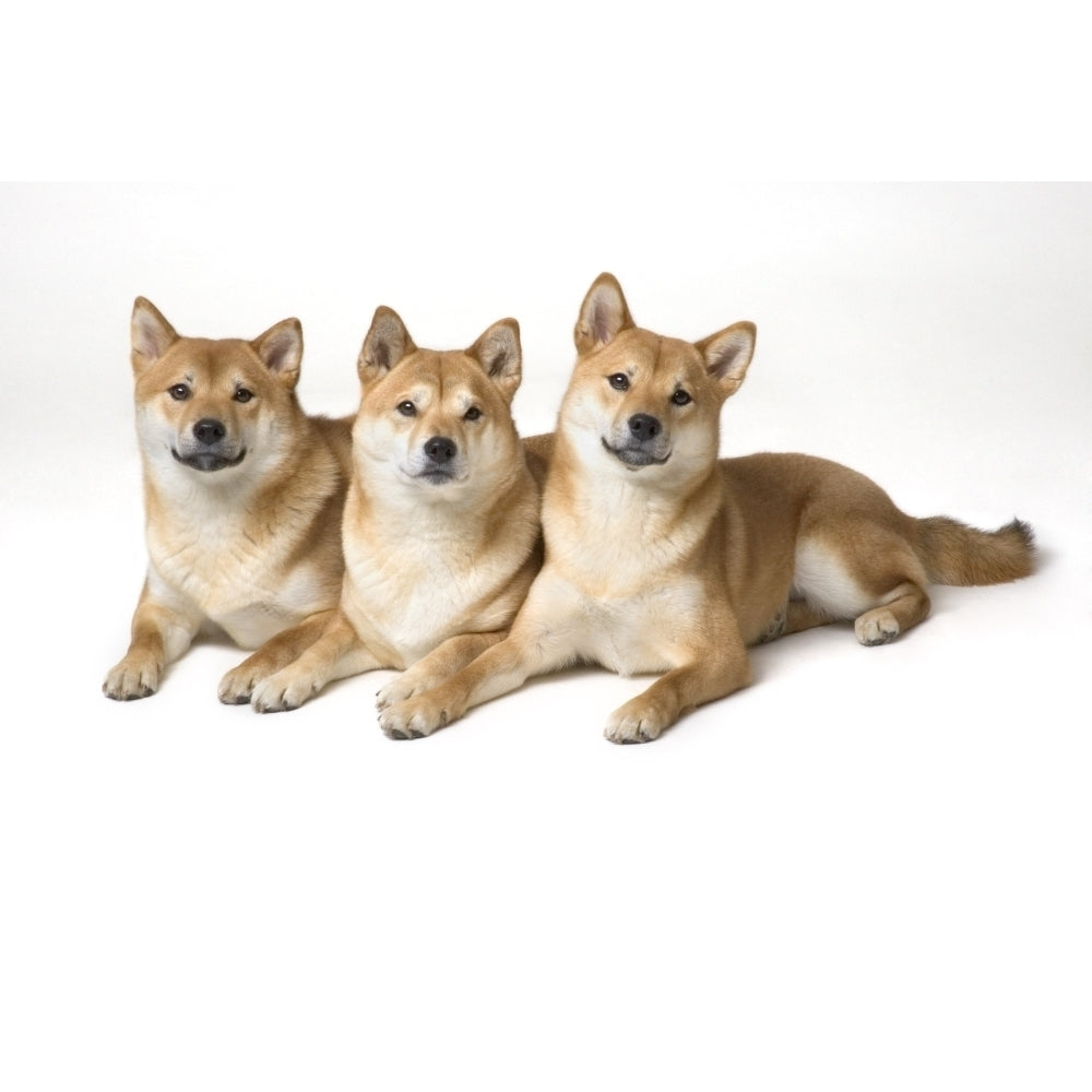 Three Shiba Inu Dogs Poster Print Image 1