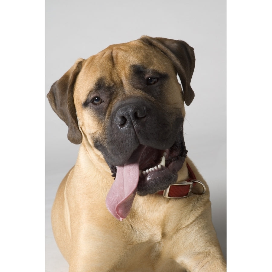 Portrait Of A Bull Mastiff Poster Print Image 1