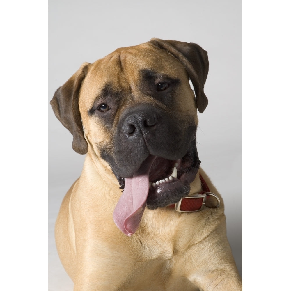 Portrait Of A Bull Mastiff Poster Print Image 2