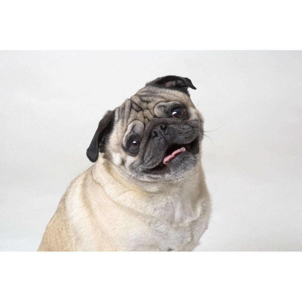 Pug Dog Smiling Poster Print Image 2