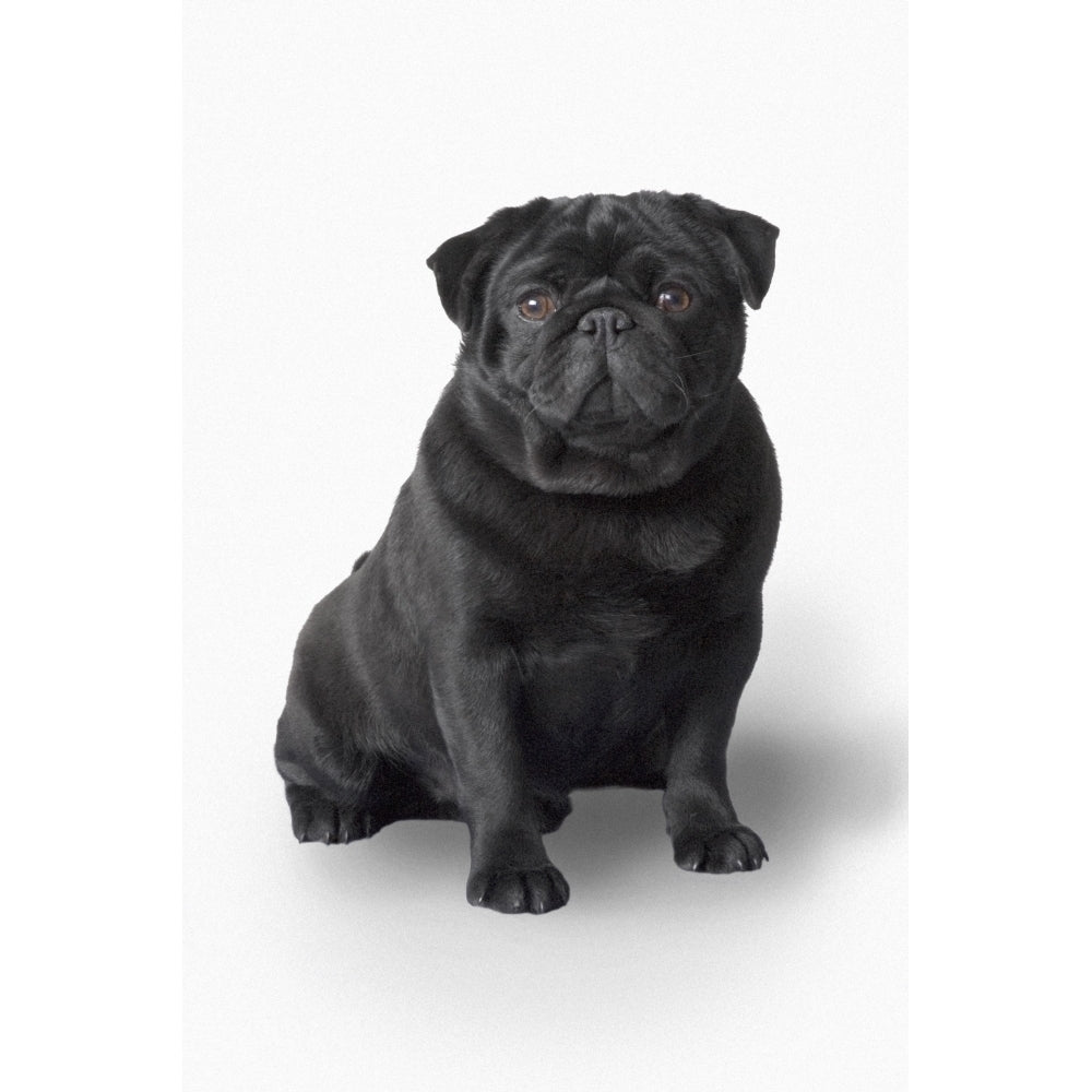 Pug Dog Poster Print Image 1