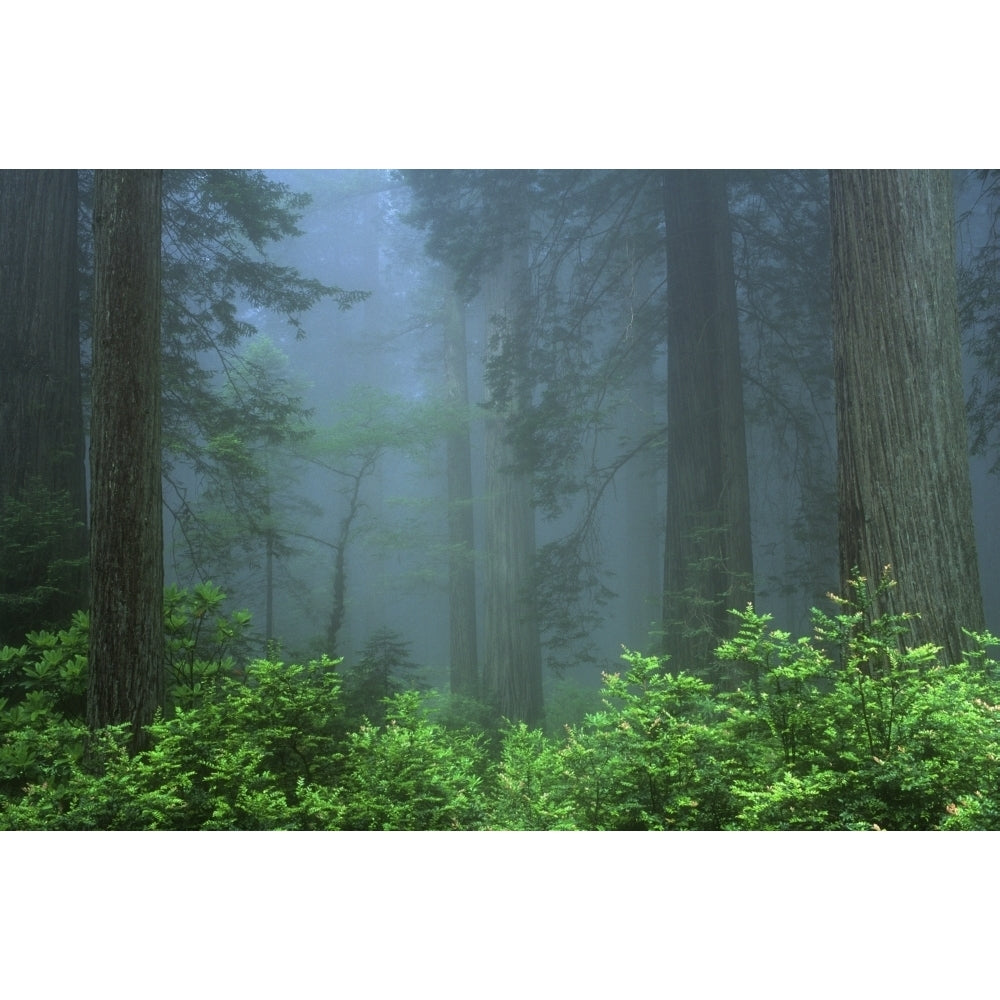 Early Morning In The Forest Humboldt California Usa Poster Print Image 2