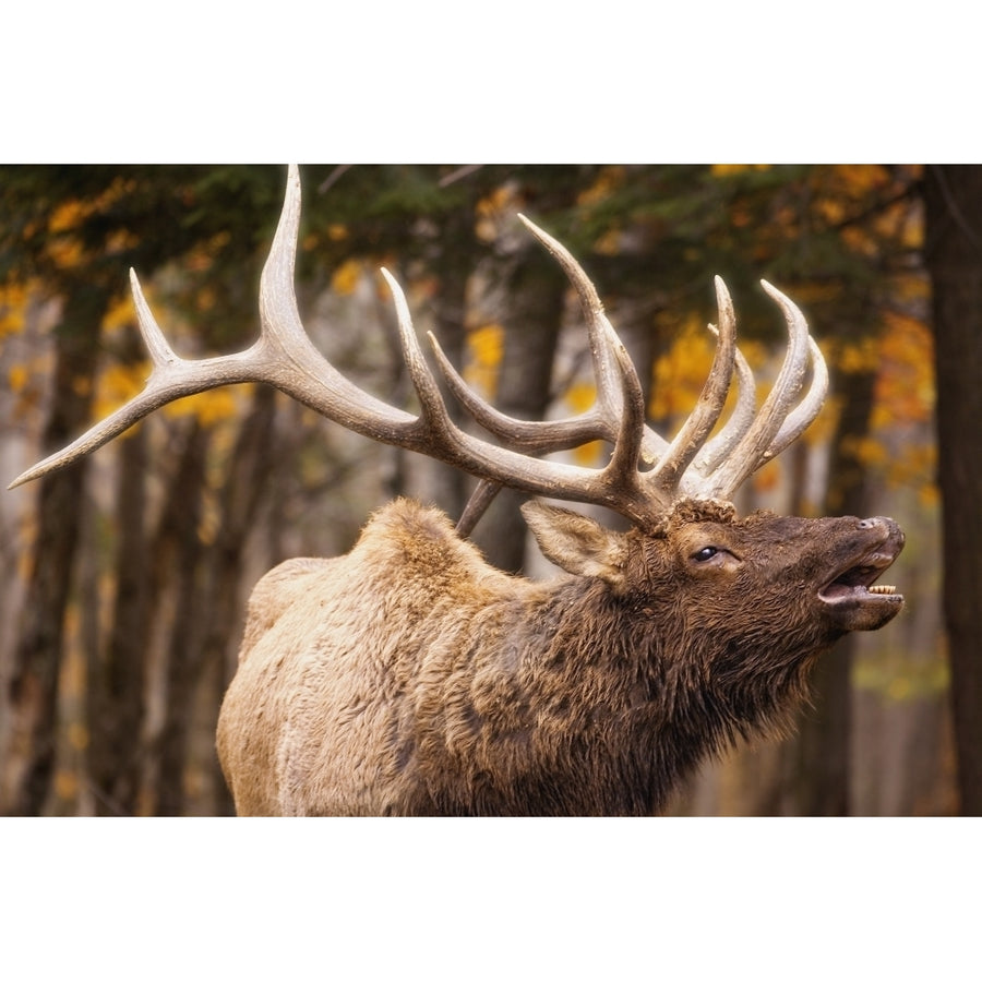 Elk In The Forest Poster Print Image 1