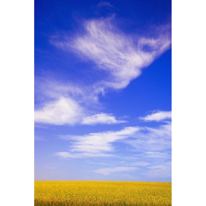 A Canola Field Poster Print Image 1