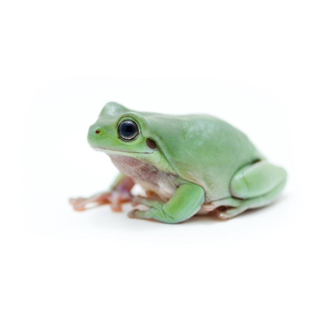 Cute Green Frog Poster Print Image 2