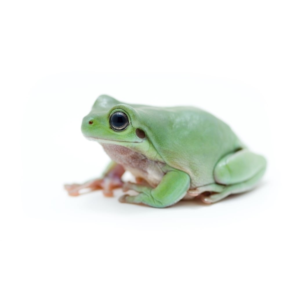 Cute Green Frog Poster Print Image 1