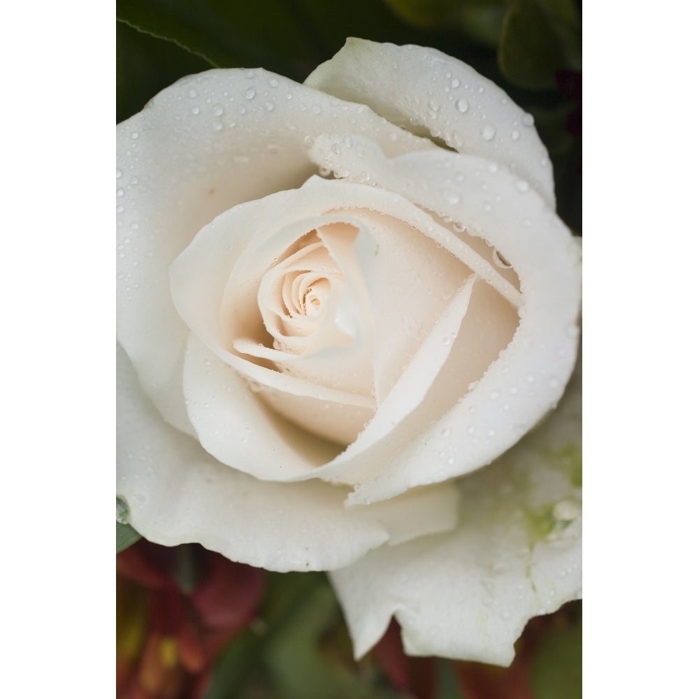 Closeup Of White Rose Poster Print Image 2