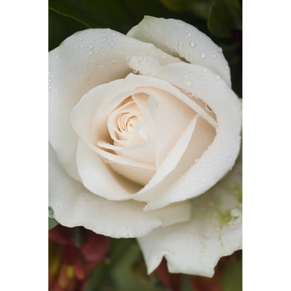 Closeup Of White Rose Poster Print Image 1