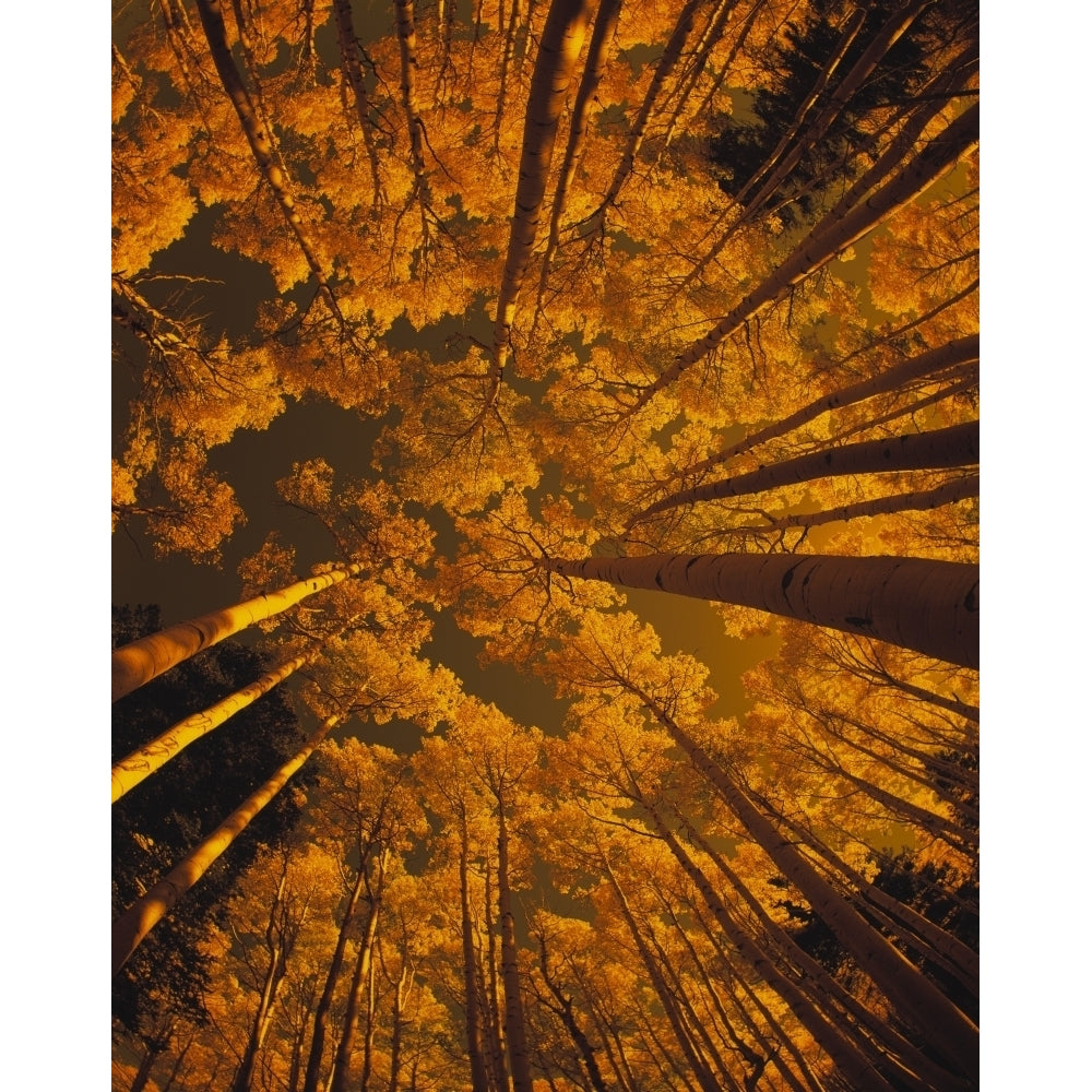 Looking Up At Autumn Tree Tops Poster Print Image 2