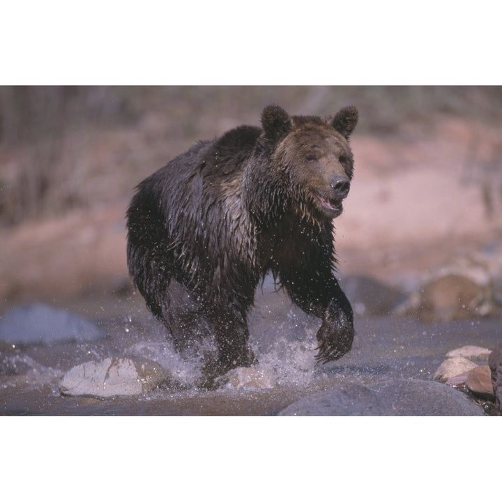 Grizzly Bear Running Through Stream Poster Print Image 2