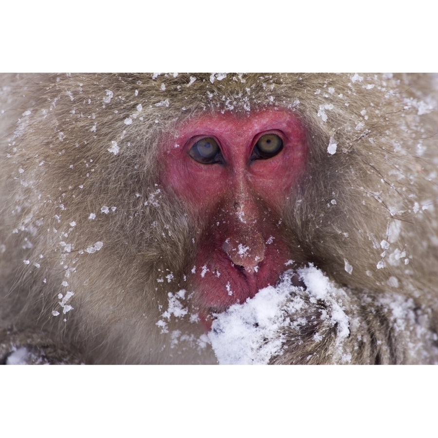 Japanese Snow Monkey Poster Print Image 1