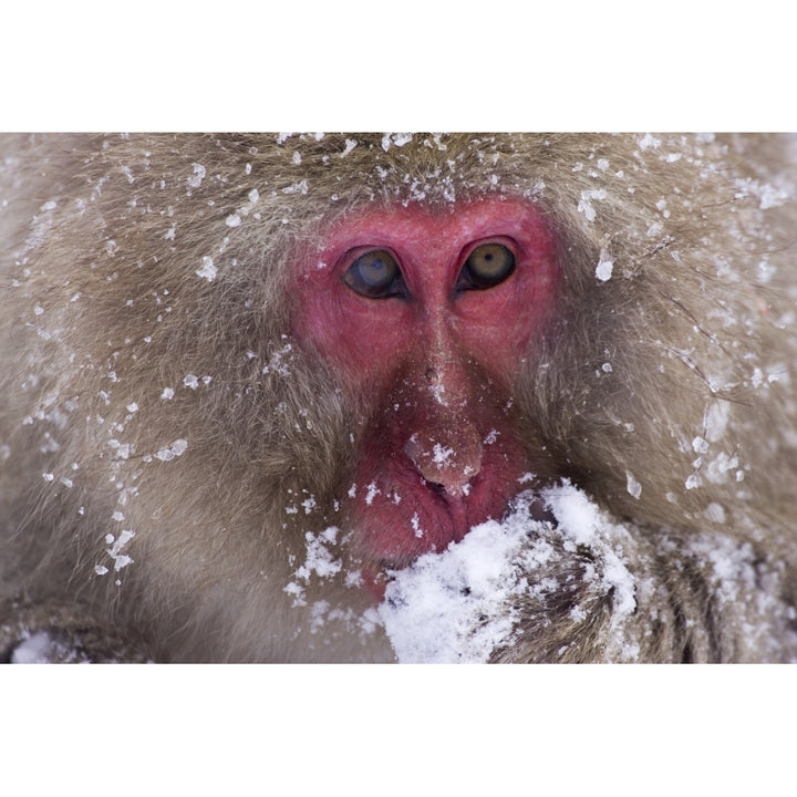 Japanese Snow Monkey Poster Print Image 2