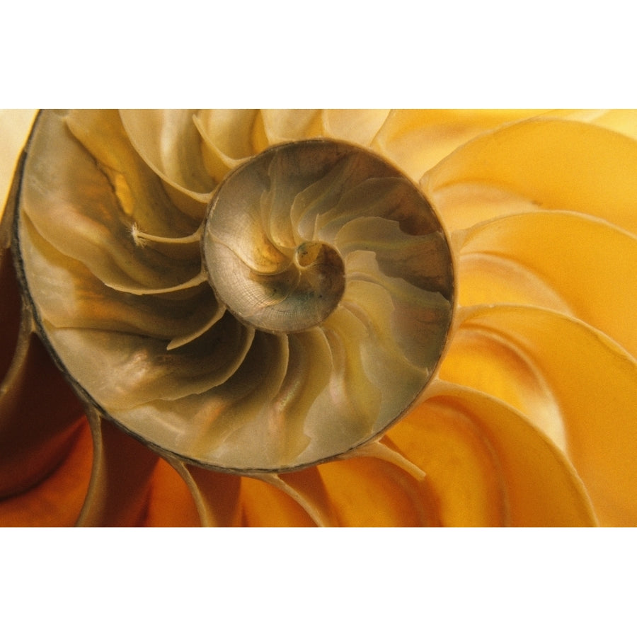 Inside Of Nautilus Shell Poster Print Image 1