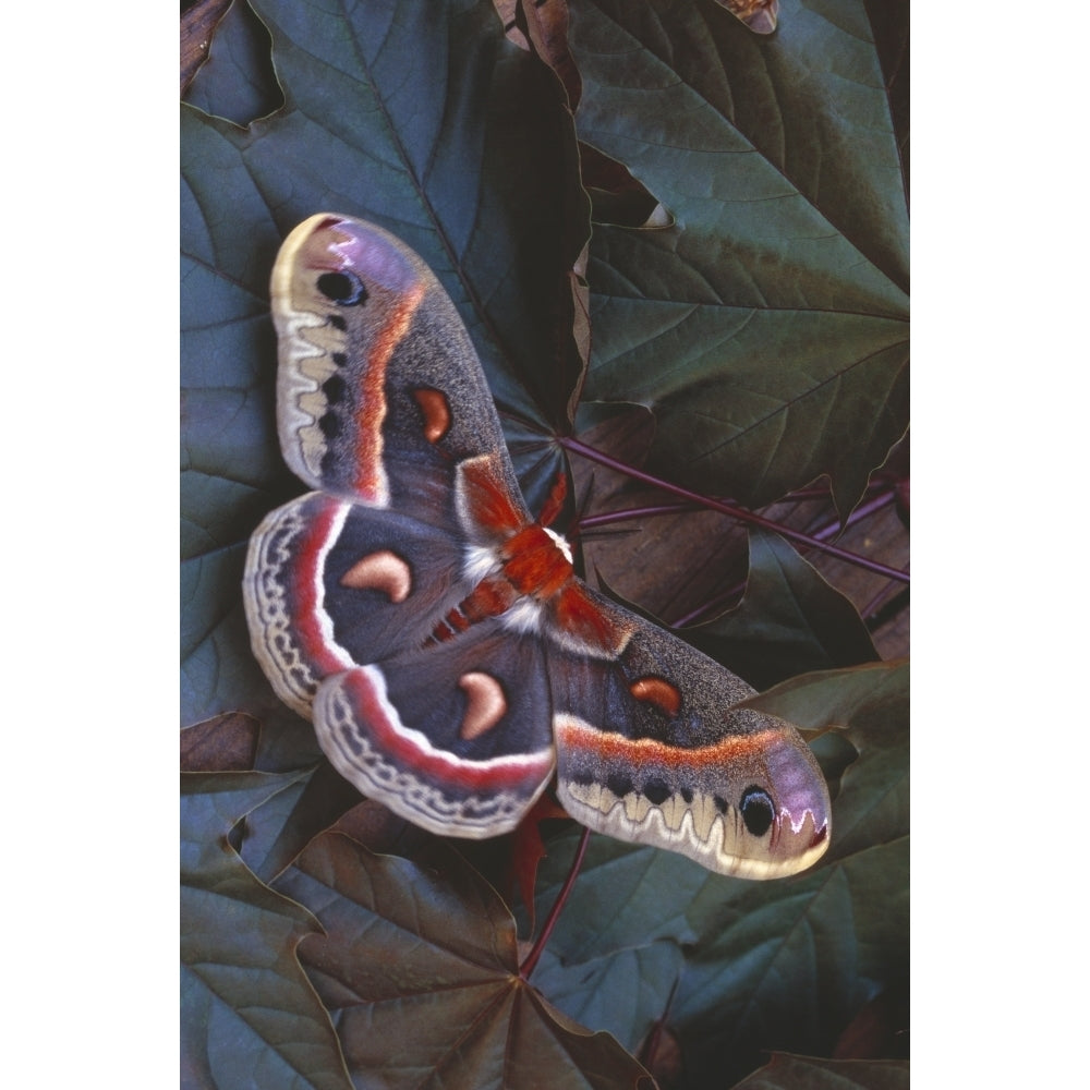 Cecropia Moth On Leaves Poster Print Image 2