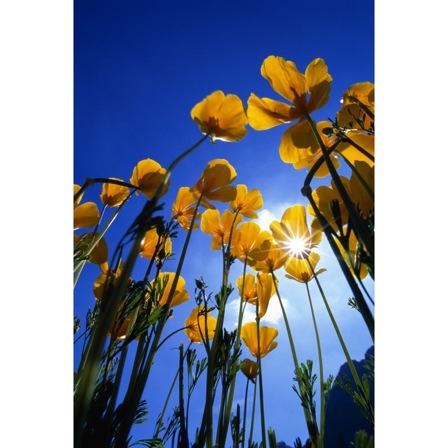 Yellow Poppies Poster Print Image 1