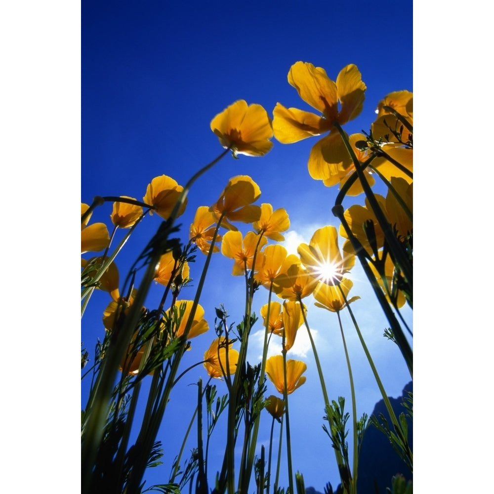 Yellow Poppies Poster Print Image 2