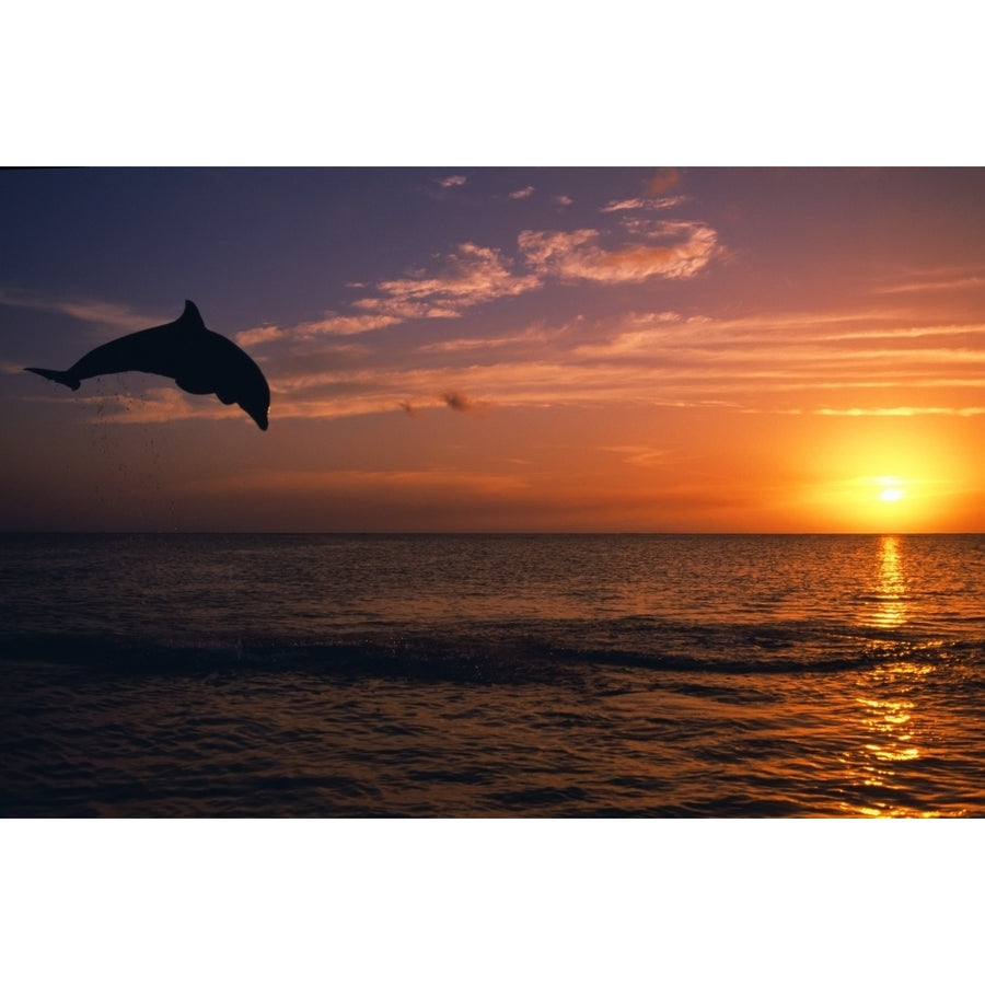 Silhouette Of Bottlenose Dolphin Leaping Over Ocean At Sunset Caribbean Sea Poster Print Image 1